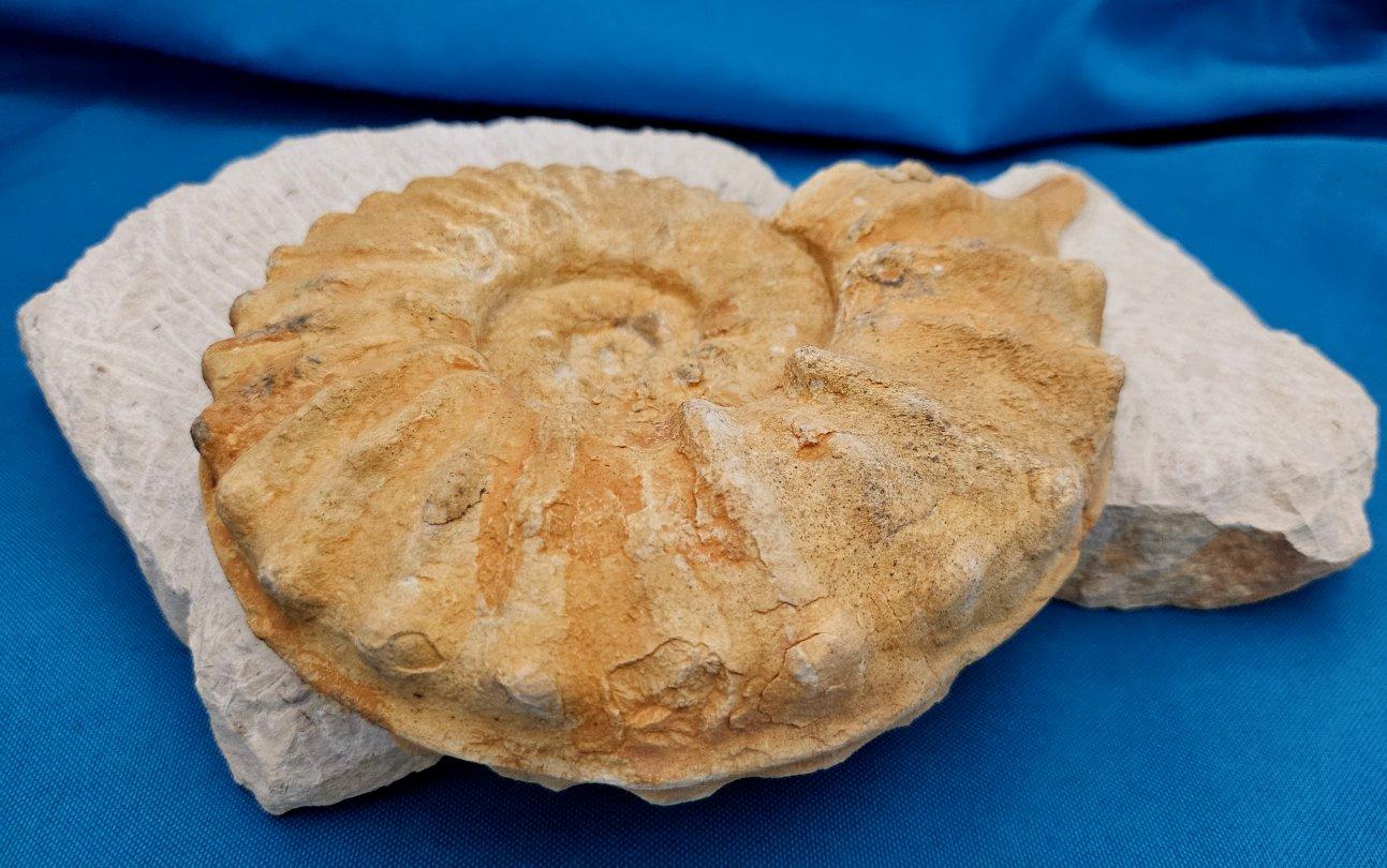 Coquillage Grand spécimen naturel d'ammonite fossile, Mortoniceras sur Matrix de présentation artistique en vente