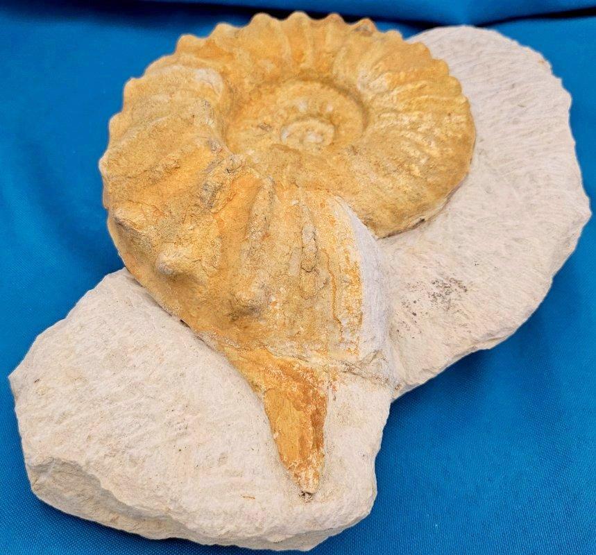 Grand spécimen naturel d'ammonite fossile, Mortoniceras sur Matrix de présentation artistique en vente 1