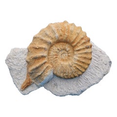 Grand spécimen naturel d'ammonite fossile, Mortoniceras sur Matrix de présentation artistique