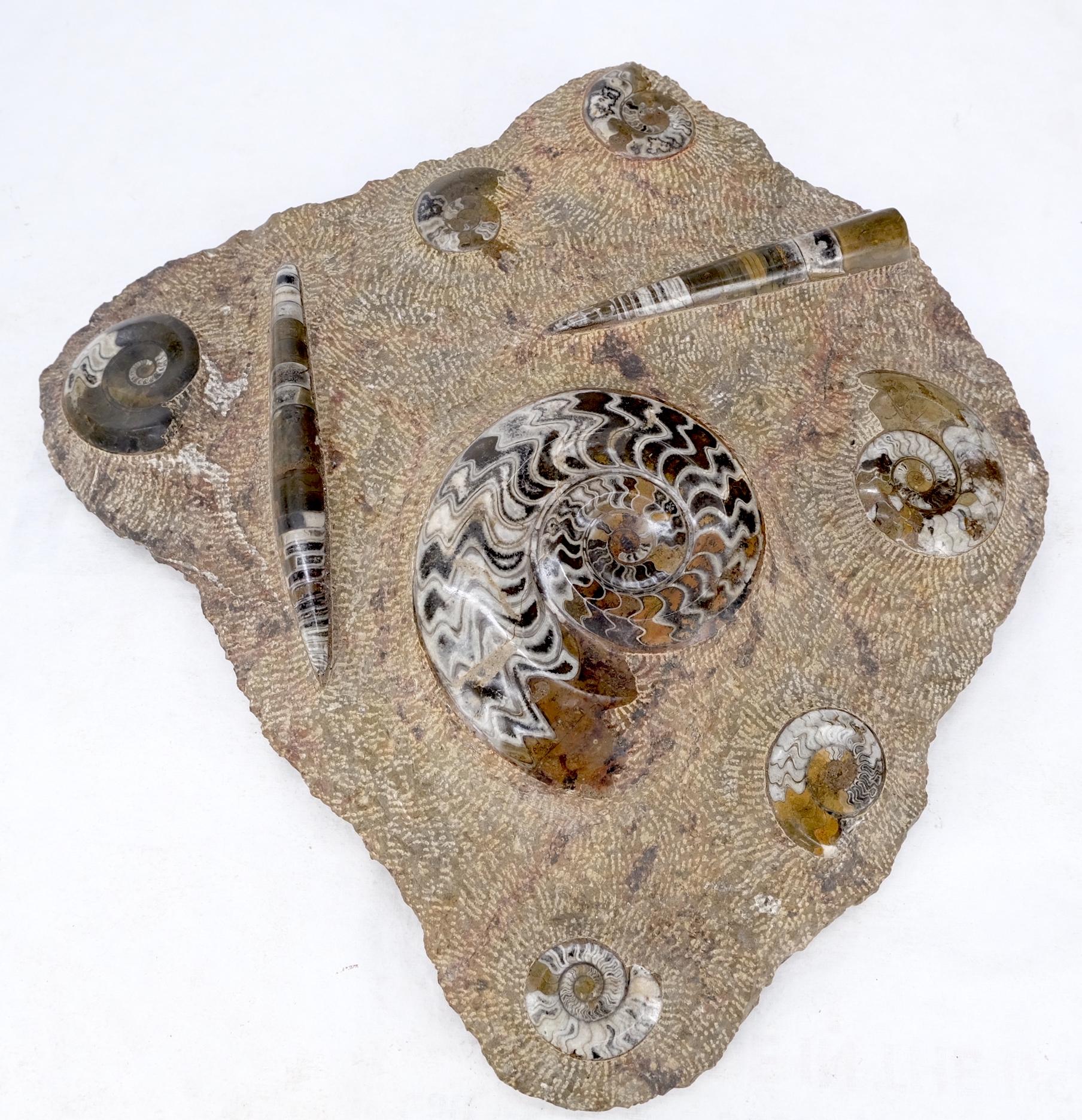 Large Fossil Cluster Authentic Ammonite Plaque Sculpture For Sale 5