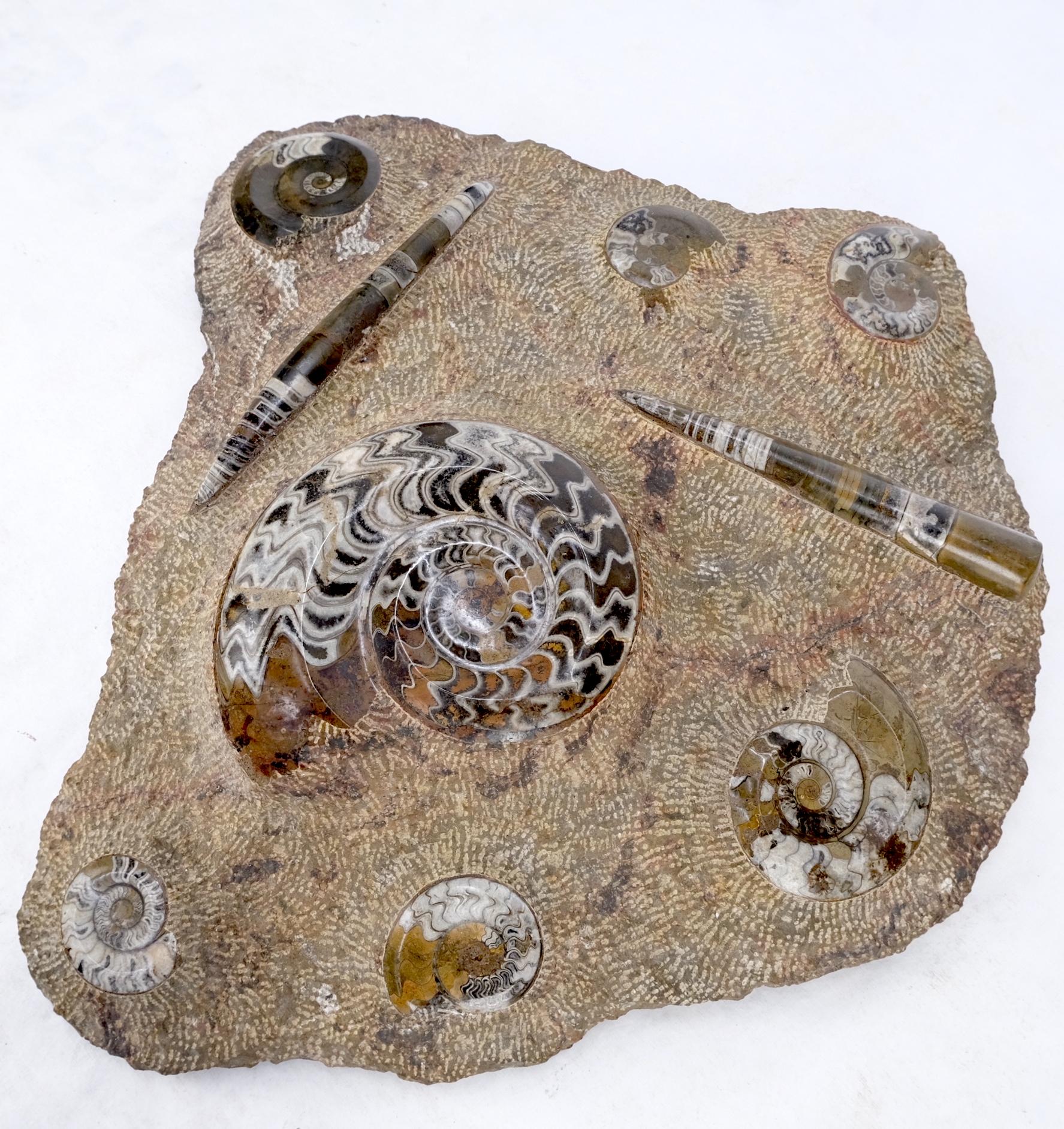 Large Fossil Cluster Authentic Ammonite Plaque Sculpture For Sale 6