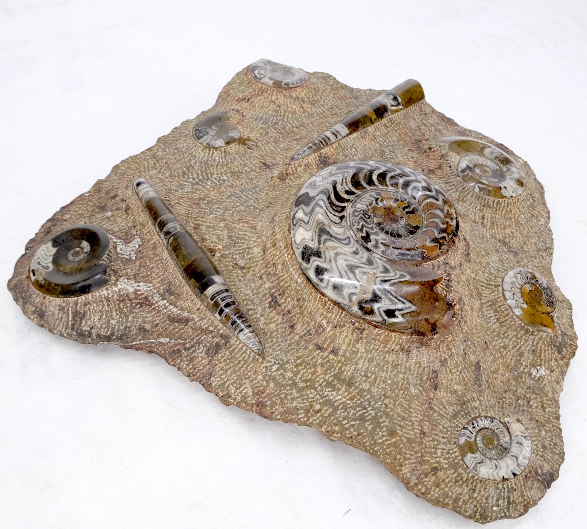 Large Fossil Cluster Authentic Ammonite Plaque Sculpture For Sale 7