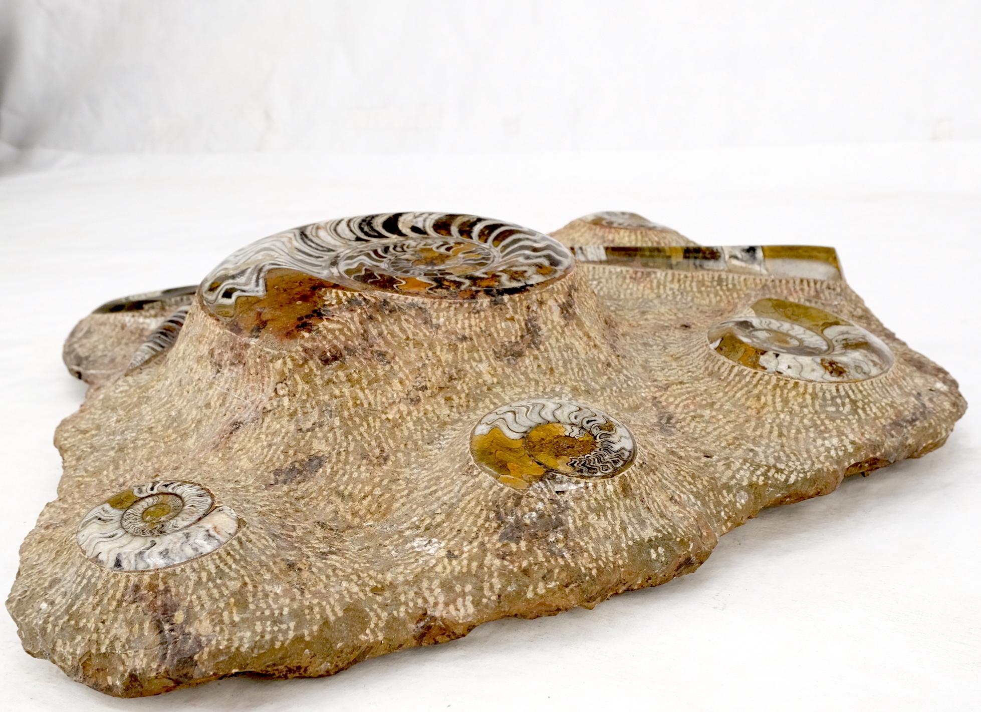 Large Fossil Cluster Authentic Ammonite Plaque Sculpture For Sale 8