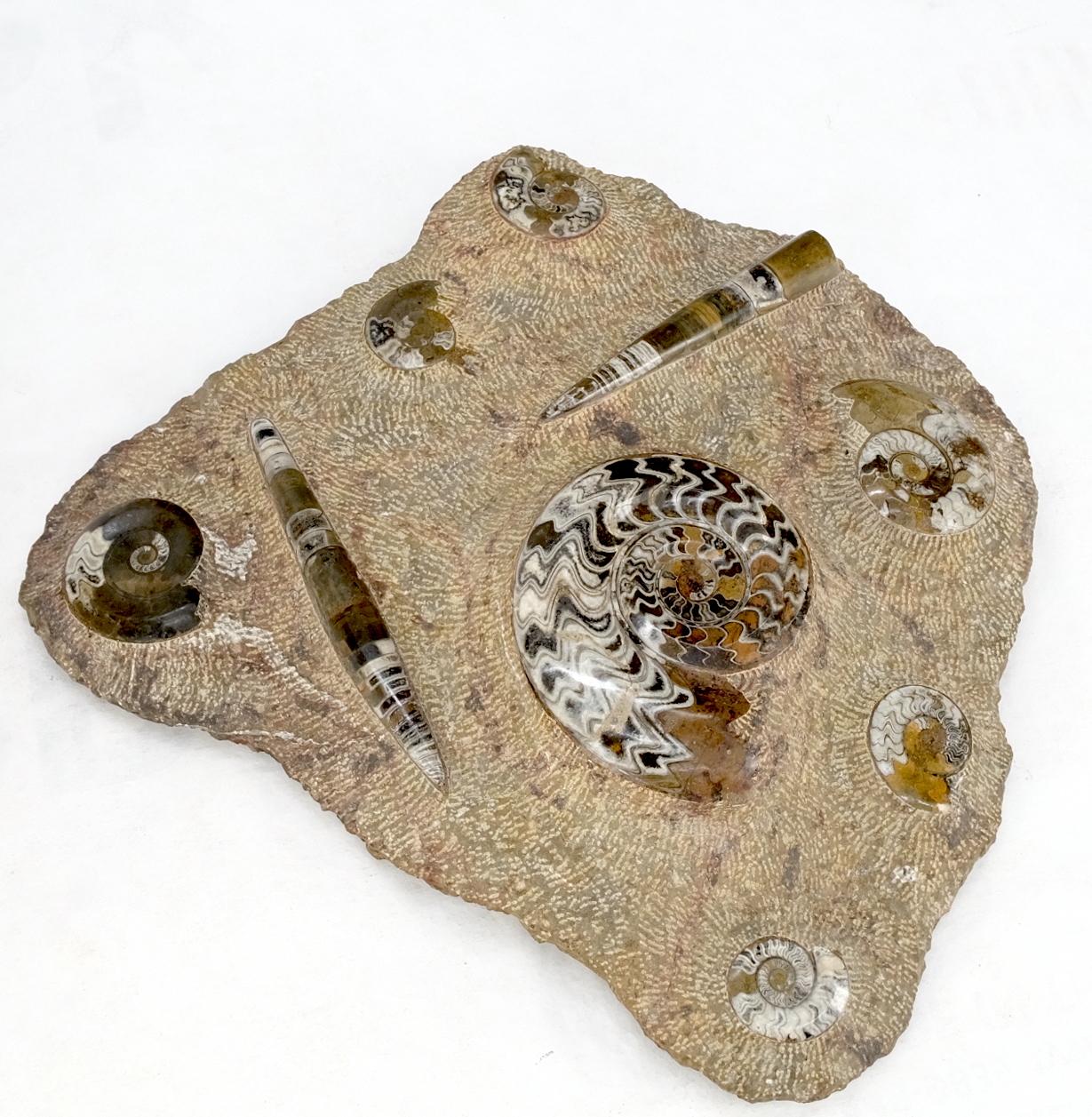 Large Fossil Cluster Authentic Ammonite Plaque Sculpture For Sale 9