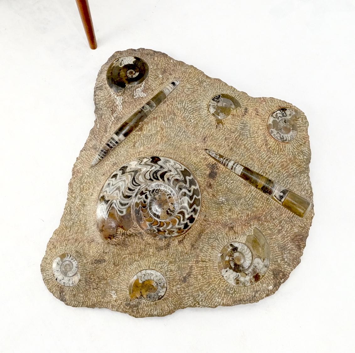 Large Fossil Cluster Authentic Ammonite Plaque Sculpture For Sale 10