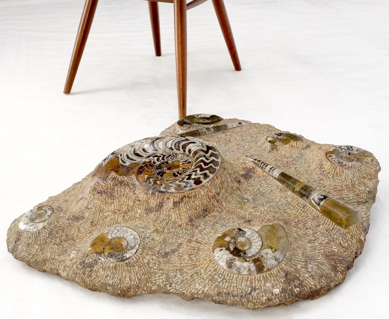 Große Fossil Cluster Authentic Ammonite Plaque Skulptur