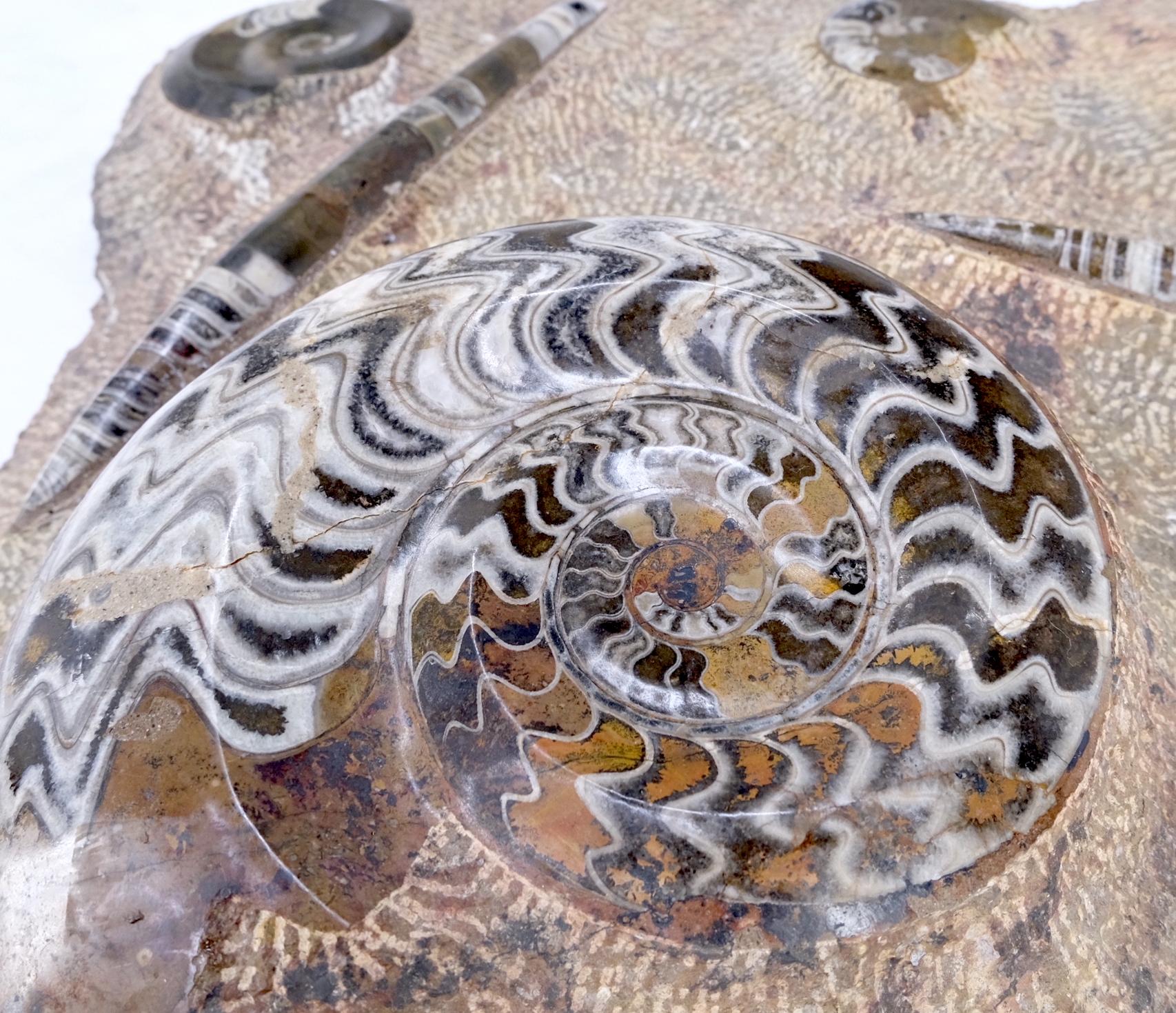 Große authentische Ammonit-Plakette-Skulptur, Fossil Cluster (Geschnitzt) im Angebot