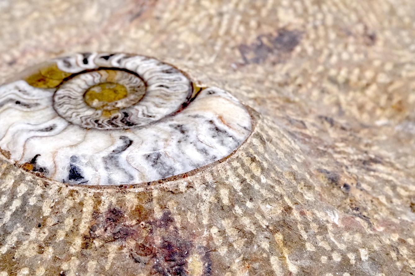 Große authentische Ammonit-Plakette-Skulptur, Fossil Cluster im Zustand „Gut“ im Angebot in Rockaway, NJ