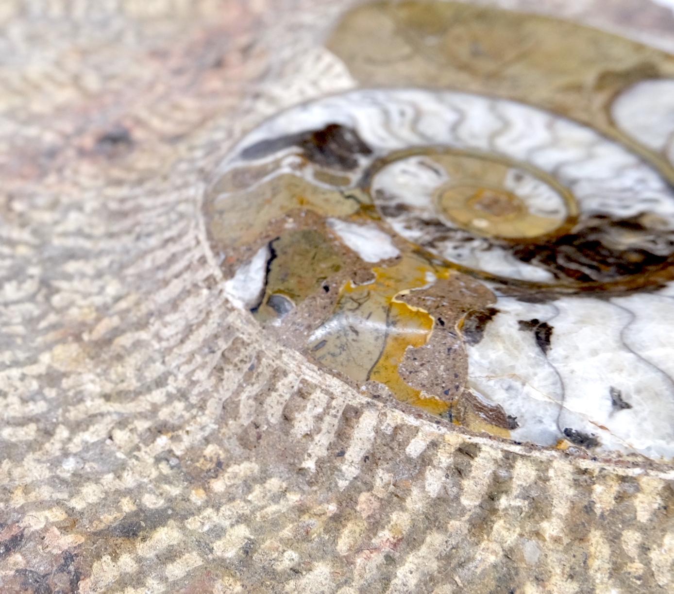 Große authentische Ammonit-Plakette-Skulptur, Fossil Cluster (Stein) im Angebot