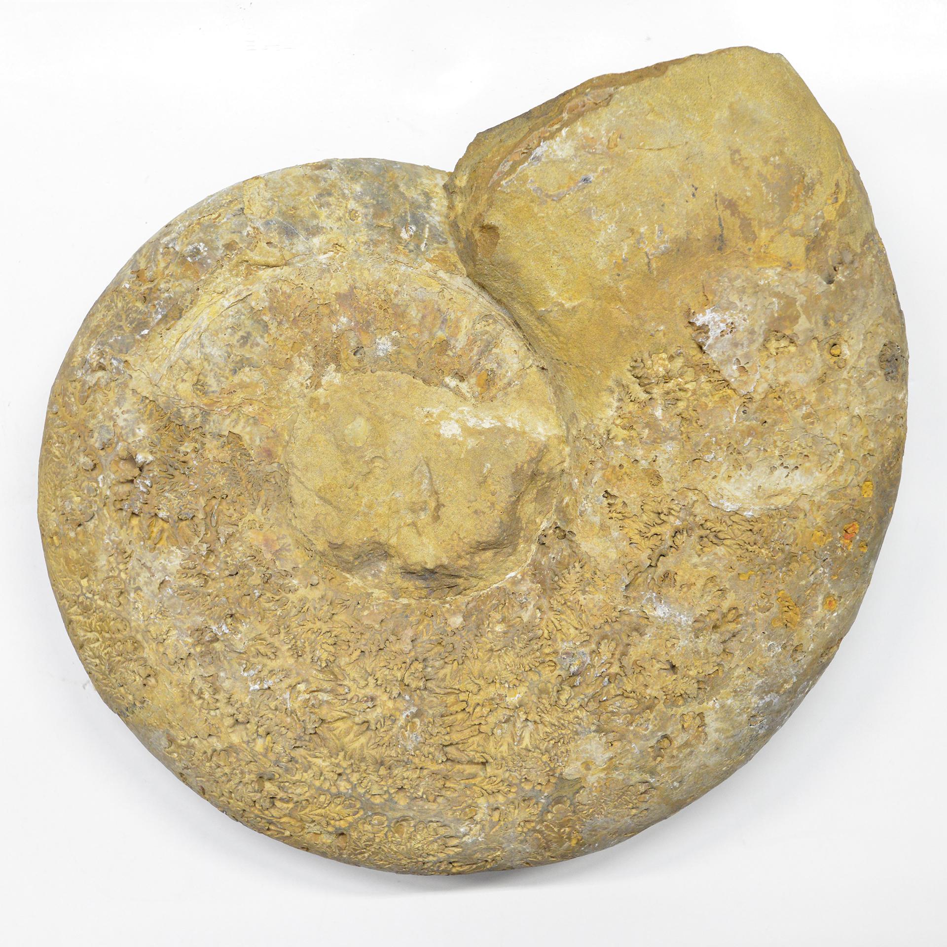 O/6416 - Grande coquille de pierre fossile - Les ammonites étaient des mollusques céphalopodes prédateurs préhistoriques qui ont existé il y a 400 à 66 millions d'années avant de disparaître lors de l'événement d'extinction qui a tué les