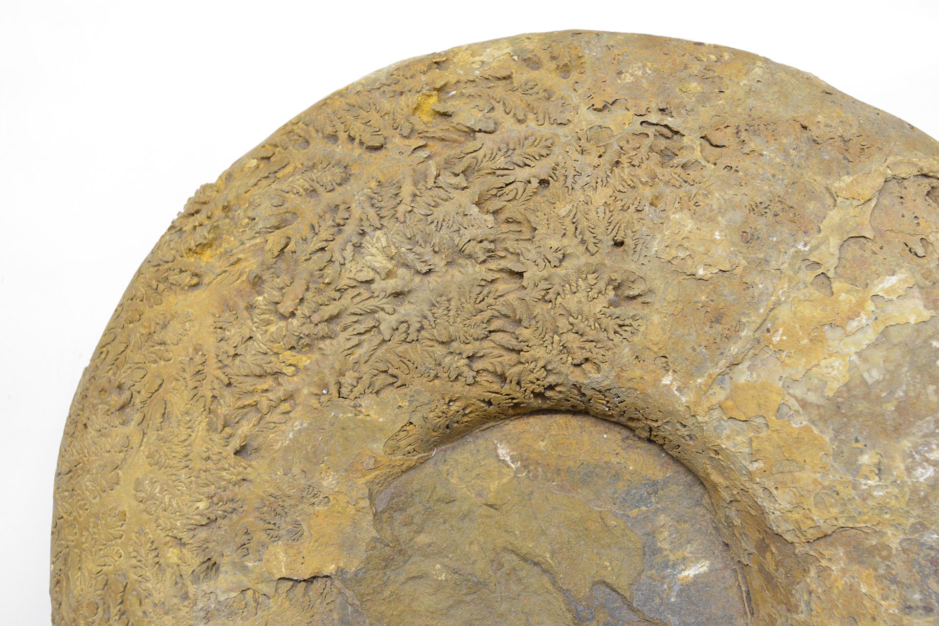International Style Large Fossil Stone Ammonite For Sale