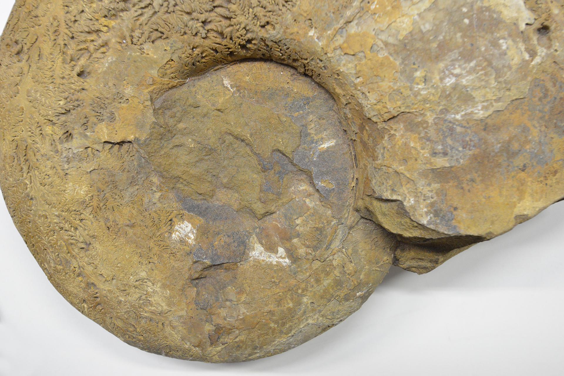 International Style Large Fossil Stone Ammonite For Sale