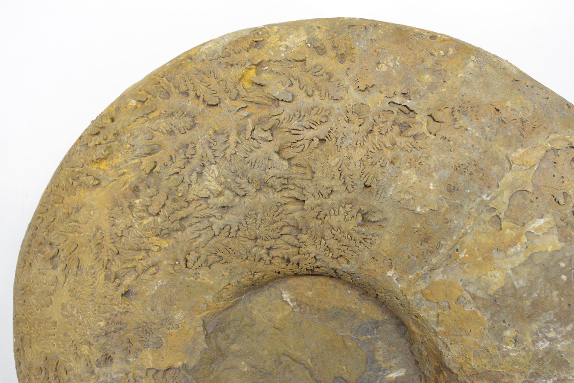 Großer Ammonit aus Fossilstein (Internationaler Stil) im Angebot