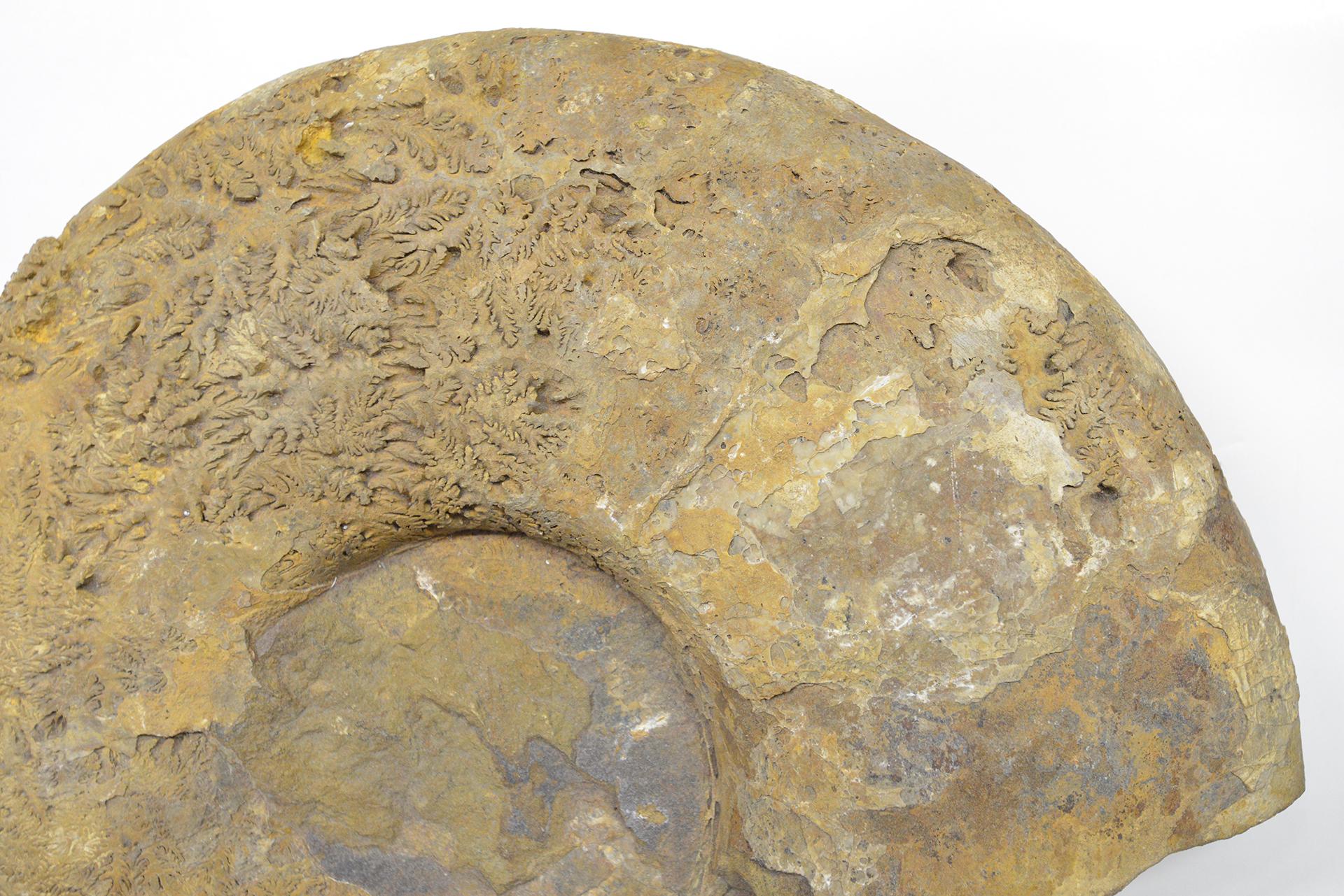 Großer Ammonit aus Fossilstein (Madagassisch) im Angebot