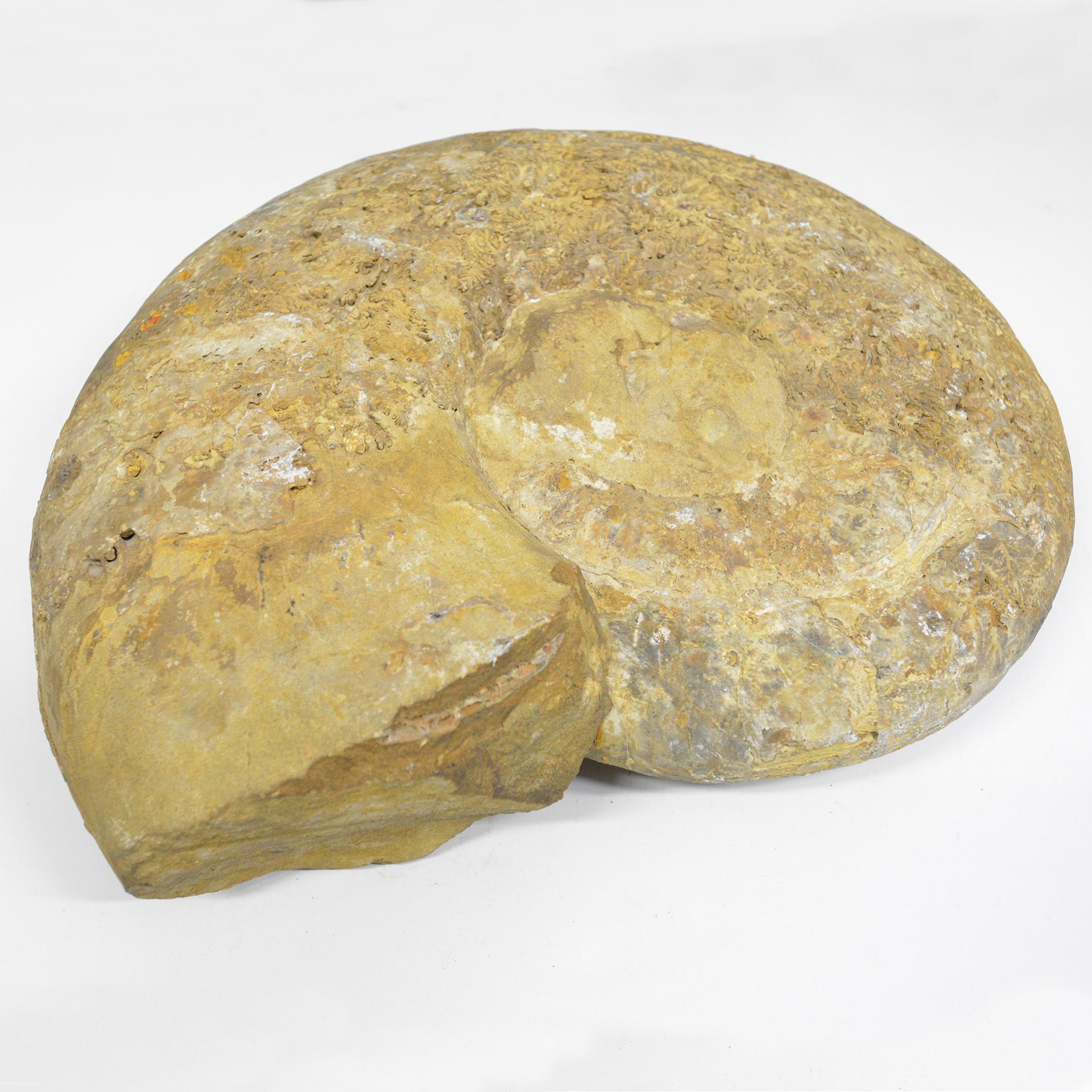 Ammonite en pierre fossile de grande taille Excellent état - En vente à Alessandria, Piemonte