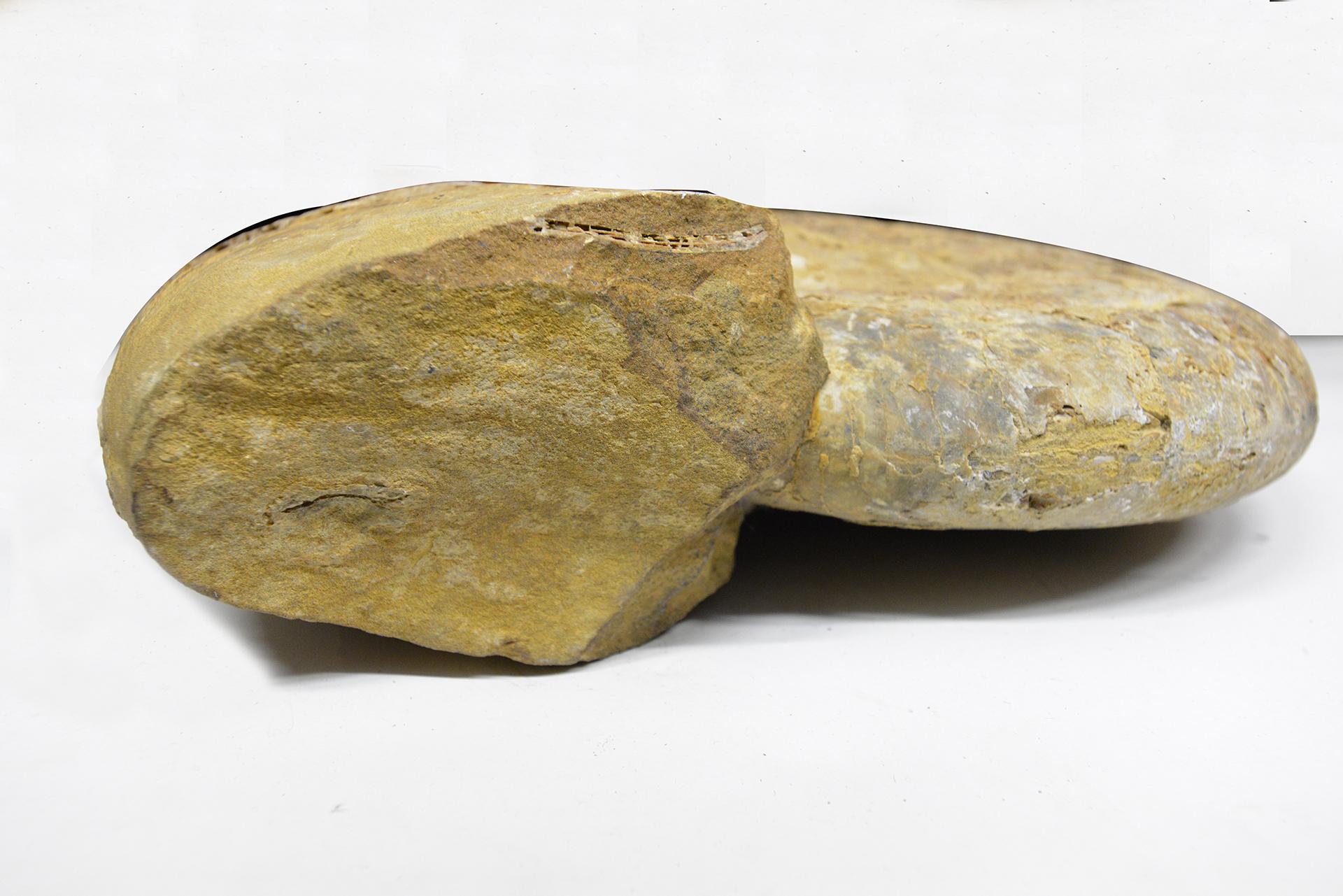 Großer Ammonit aus Fossilstein im Zustand „Hervorragend“ im Angebot in Alessandria, Piemonte