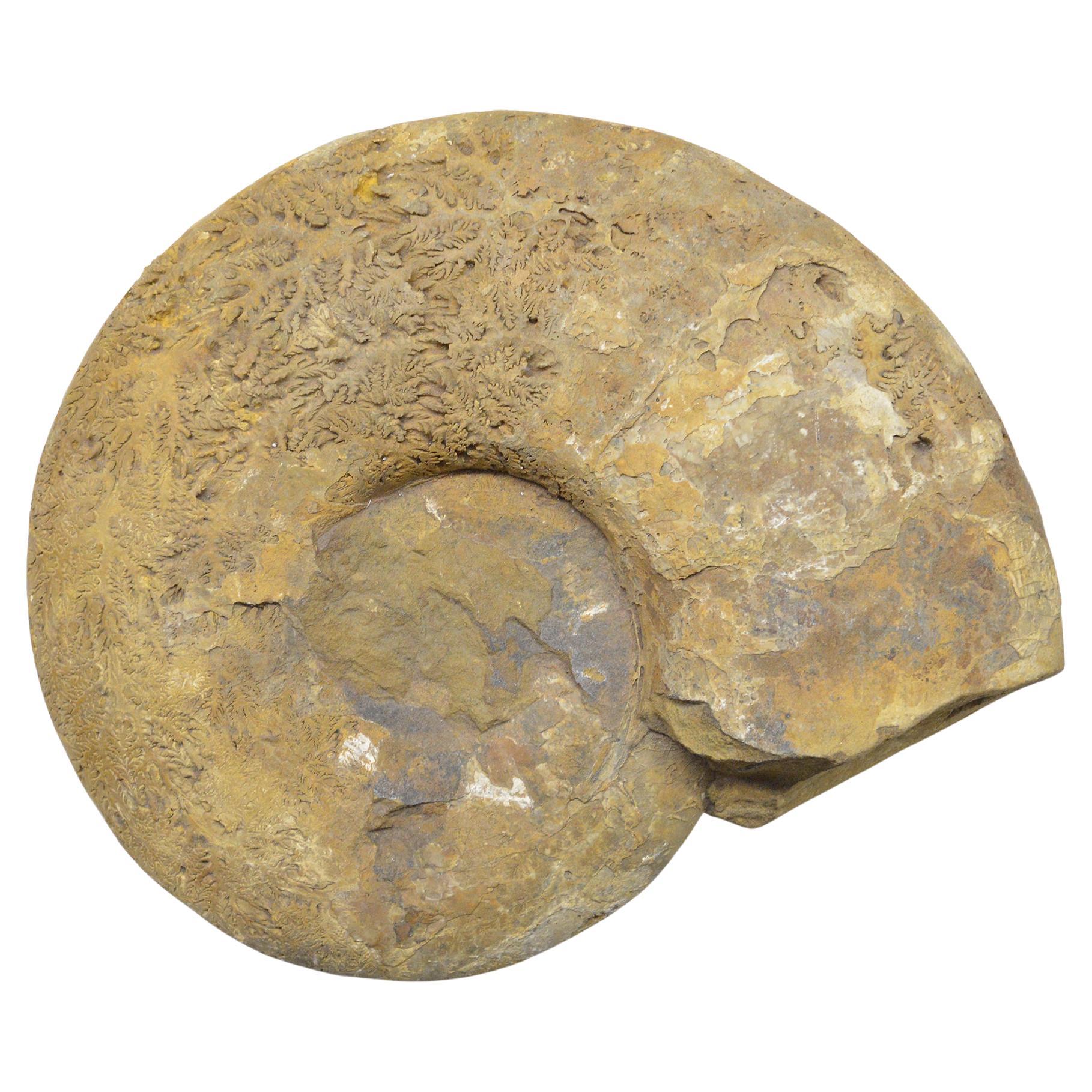 Großer Ammonit aus Fossilstein im Angebot