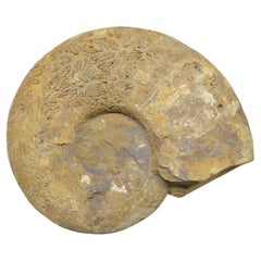 Antique Large Fossil Stone Ammonite