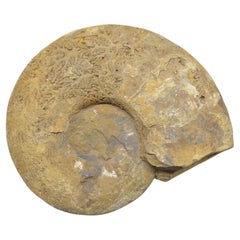 Amonita grande de piedra fósil