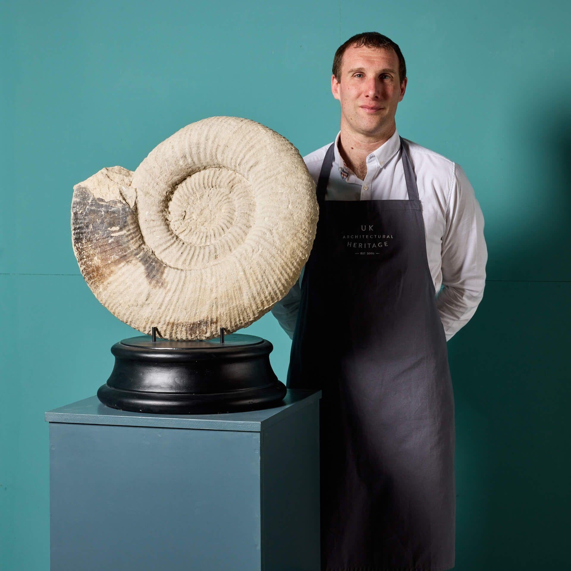 A large-scale fossilised natural ammonite specimen from an ex UK private collection. Sourced from South Ferriby Quarry, Lincolnshire, this striking fossil is of prominent structure, impressive scale, and museum quality.

This monumental fossil's