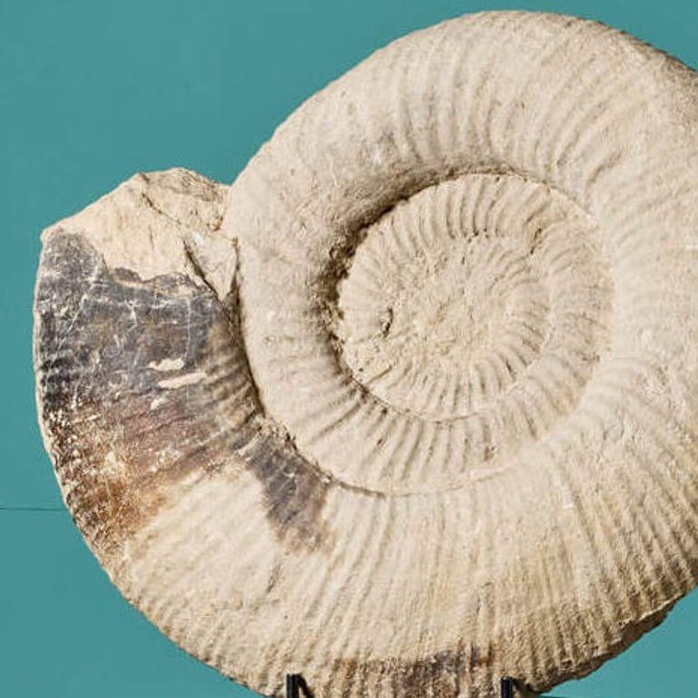 English Large Fossilised Natural Ammonite Specimen For Sale