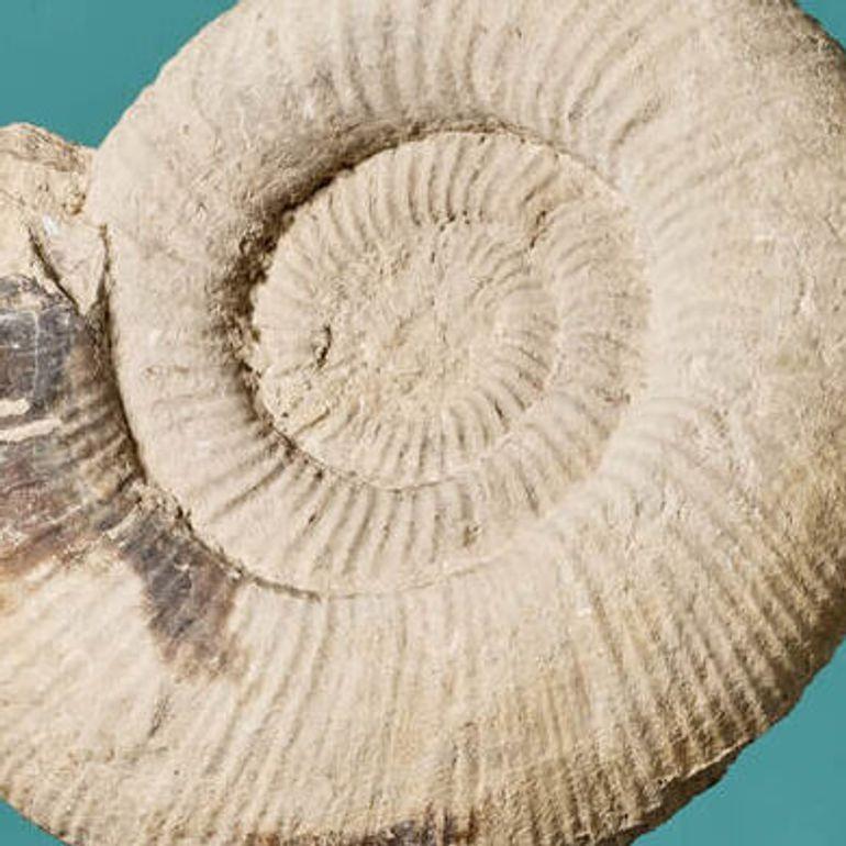Large Fossilised Natural Ammonite Specimen In Fair Condition For Sale In Wormelow, Herefordshire