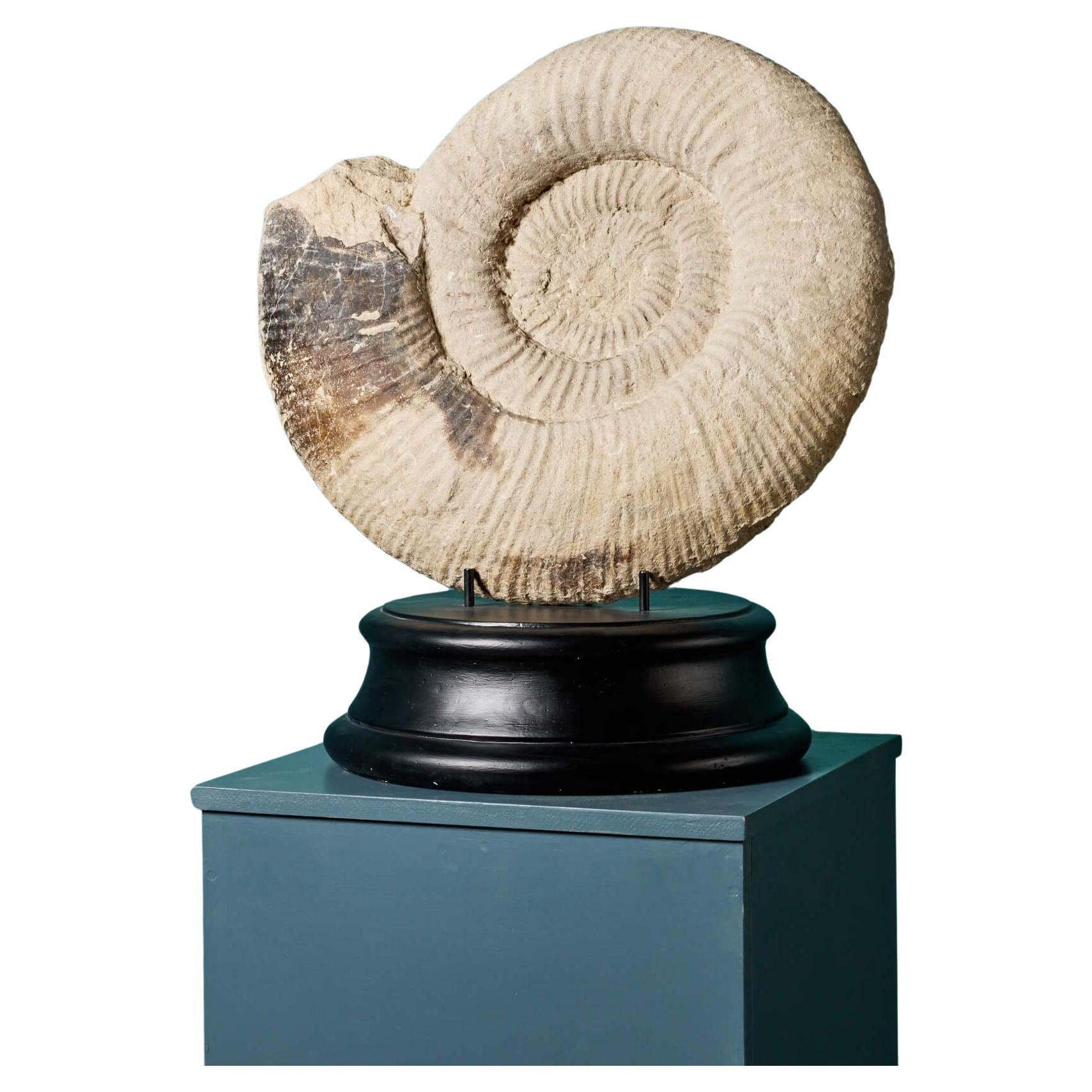 Grand spécimen d'acide naturelle fossilisé