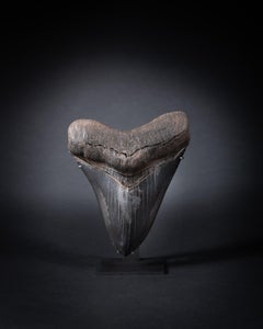 Large Fossilised Tooth of the Prehistoric Megalodon Shark, Unique Display Piece