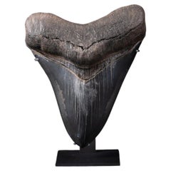 Large Fossilised Tooth of the Prehistoric Megalodon Shark, Unique Display Piece