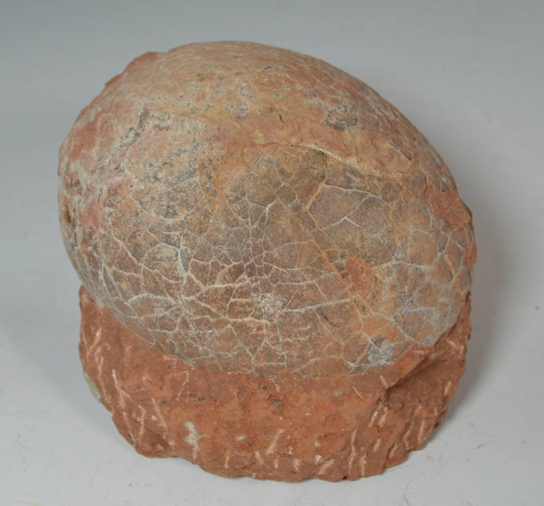 real fossilized dinosaur egg