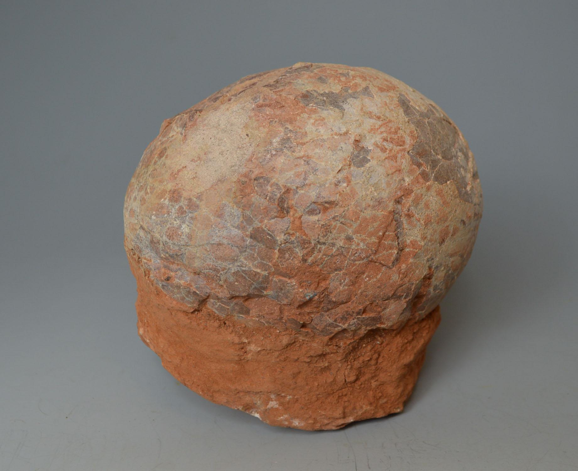 Large Fossilized Hadrosaur dinosaur egg circa 70/80 Million Years
A superb example of a late Cretaceous (circa 70/80 Million years ago) fossilized egg of a Hadrosaur Dinosaur.
The Hadrosaurus belongs to a group of large plant eating dinosaurs that