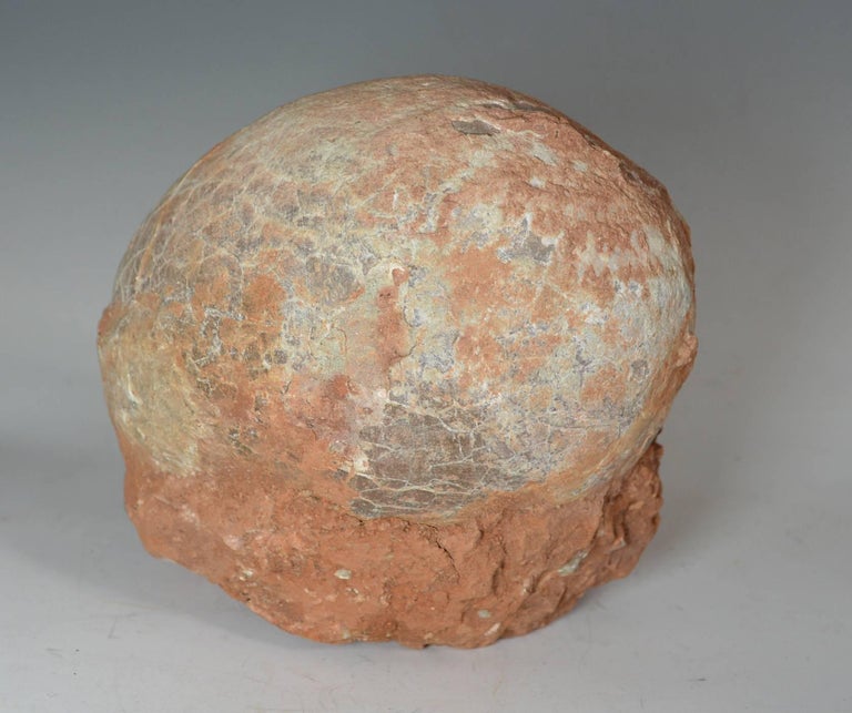 petrified eggs fossils