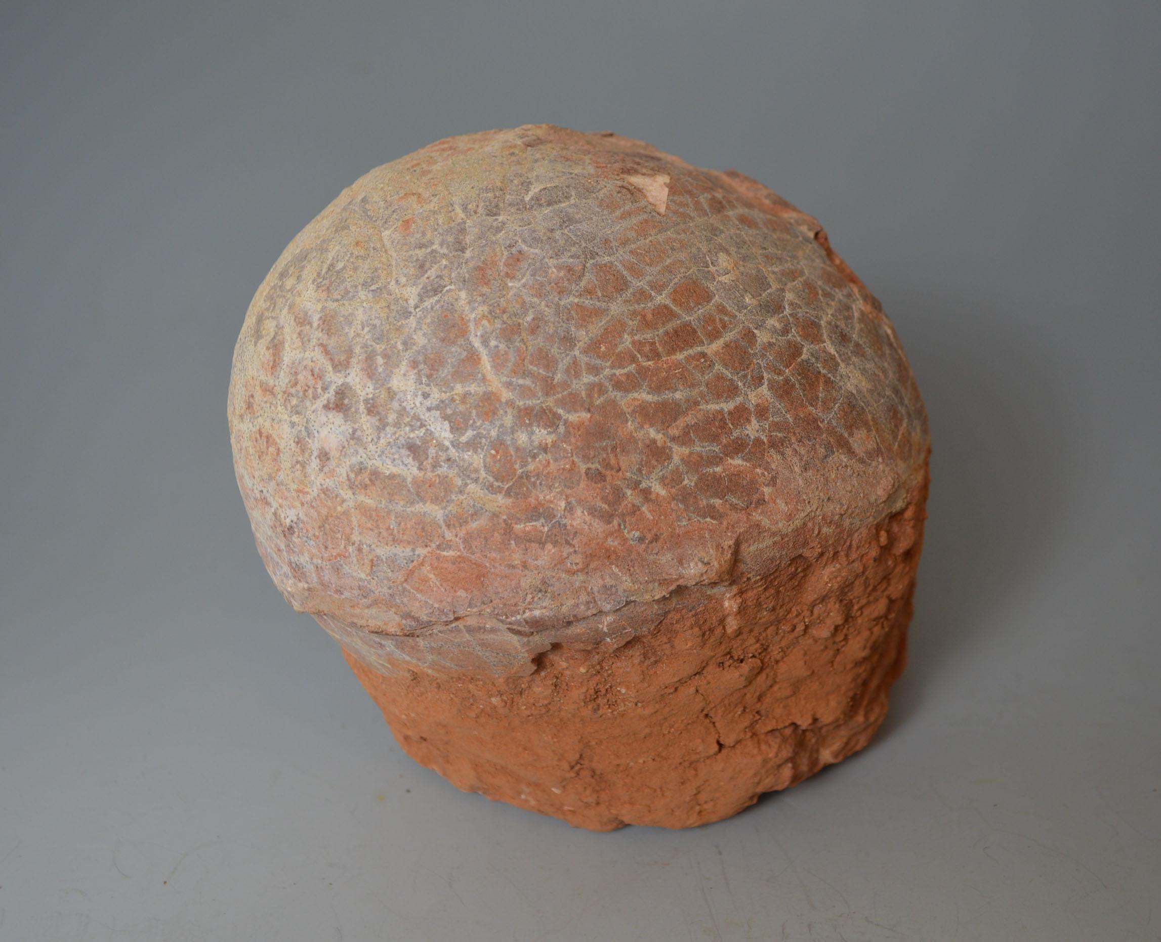 hadrosaur egg