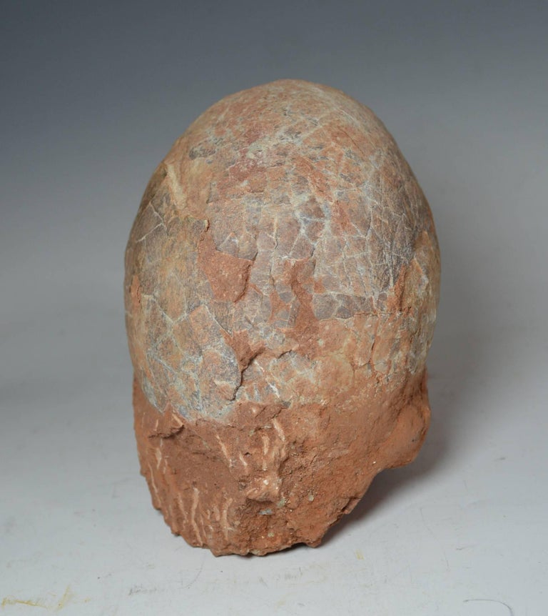 dinosaur fossil with eggs