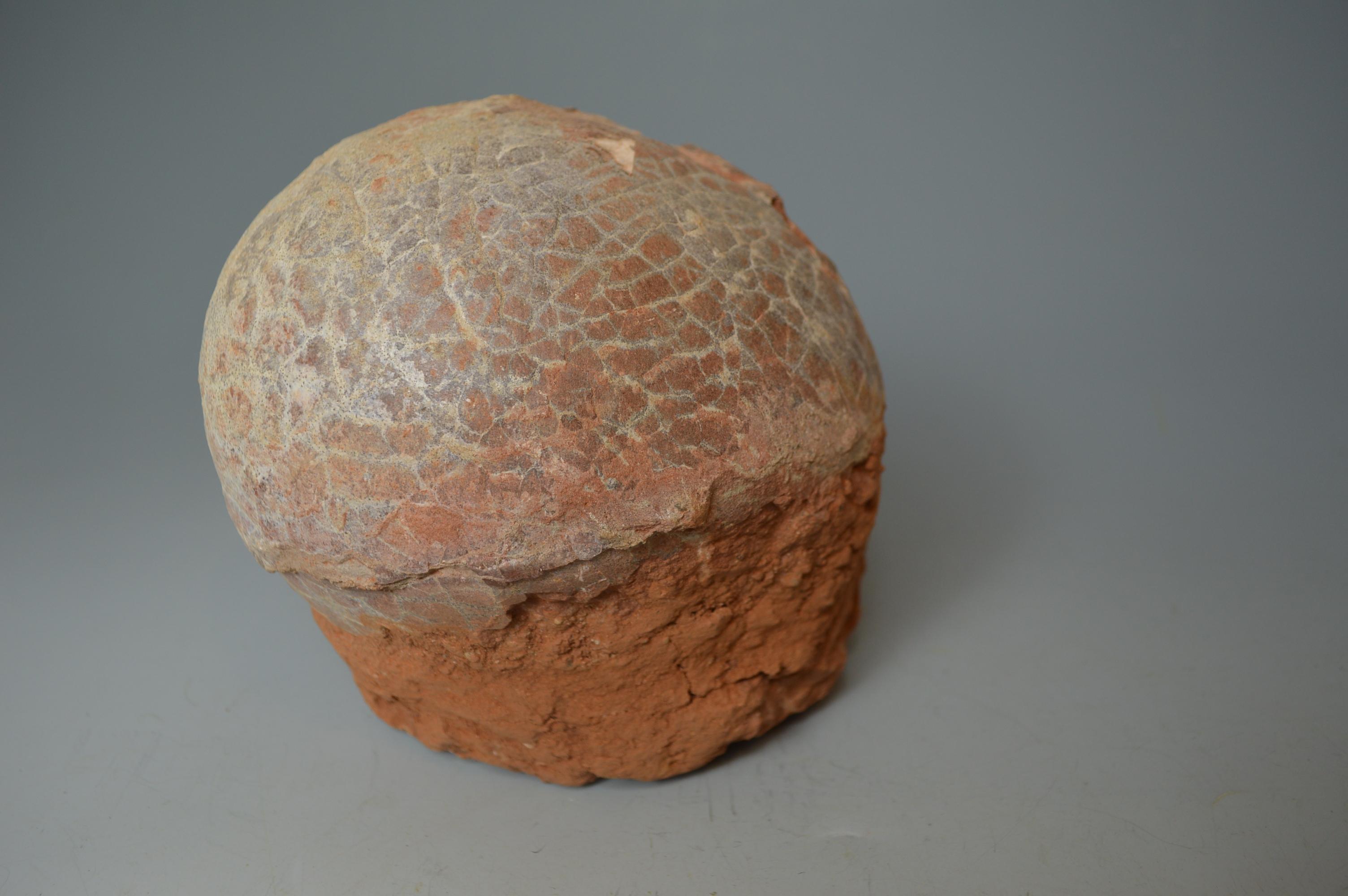 dinosaur egg fossil for sale