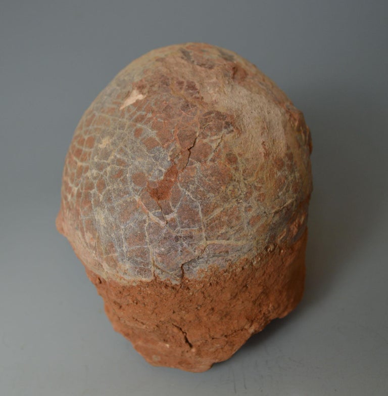 real fossilized dinosaur egg