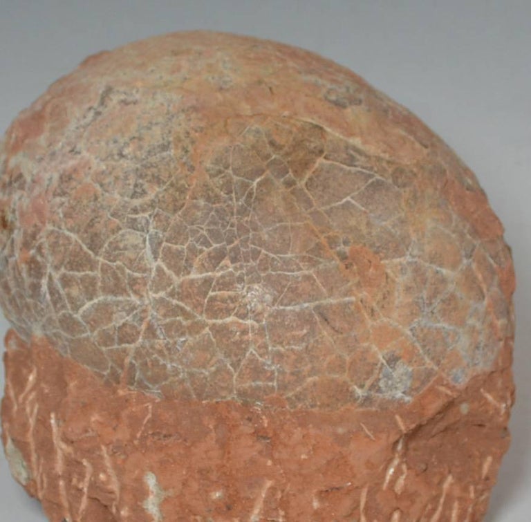 Large Fossilized Hadrosaur Dinosaur Egg, circa 70 Million Years at 1stdibs