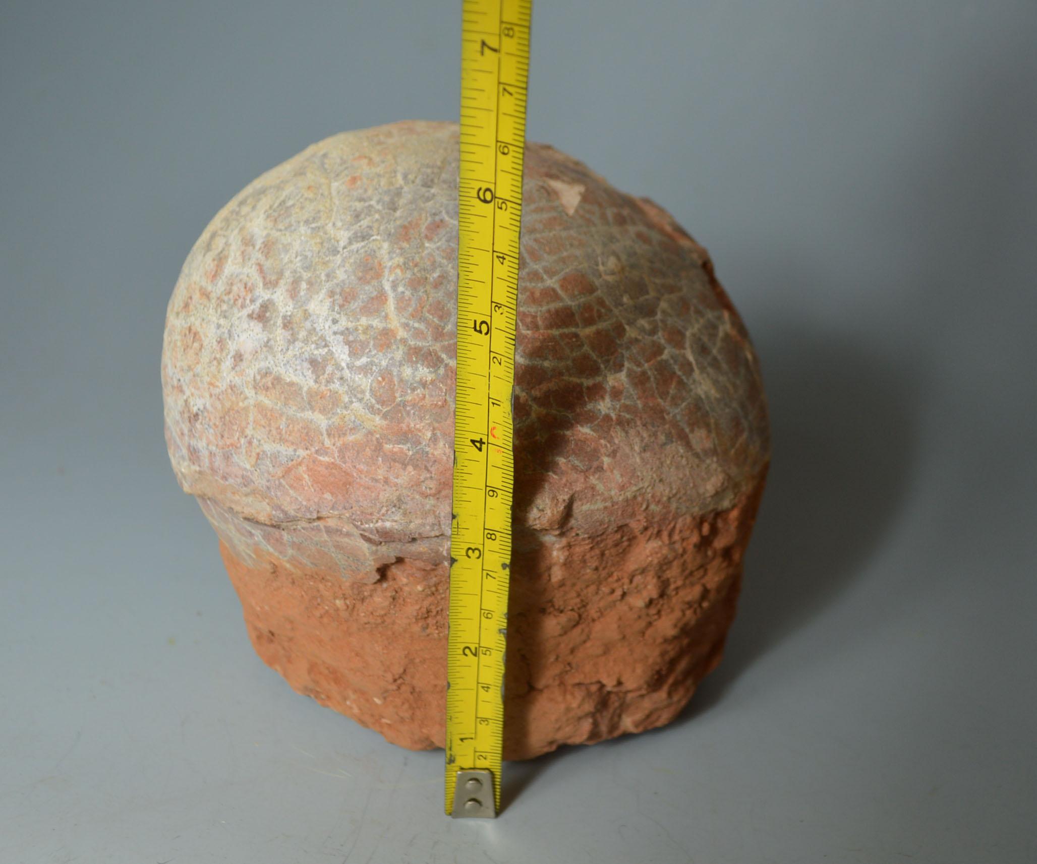 Chinese Large Fossilized Hadrosaur Dinosaur Egg, circa 70 Million Years