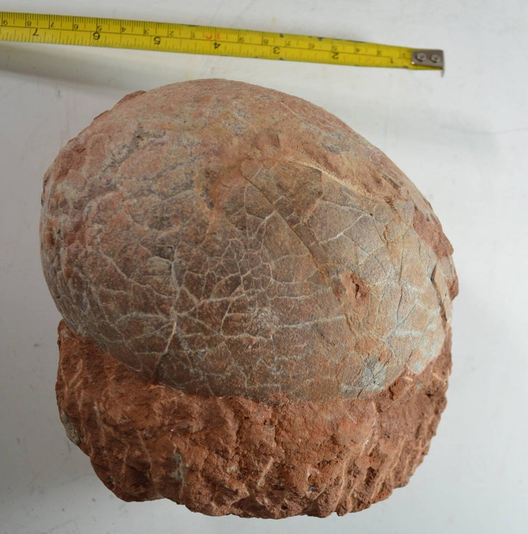 real fossilized dinosaur egg