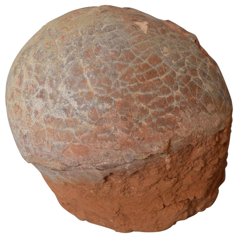 real fossilized dinosaur egg