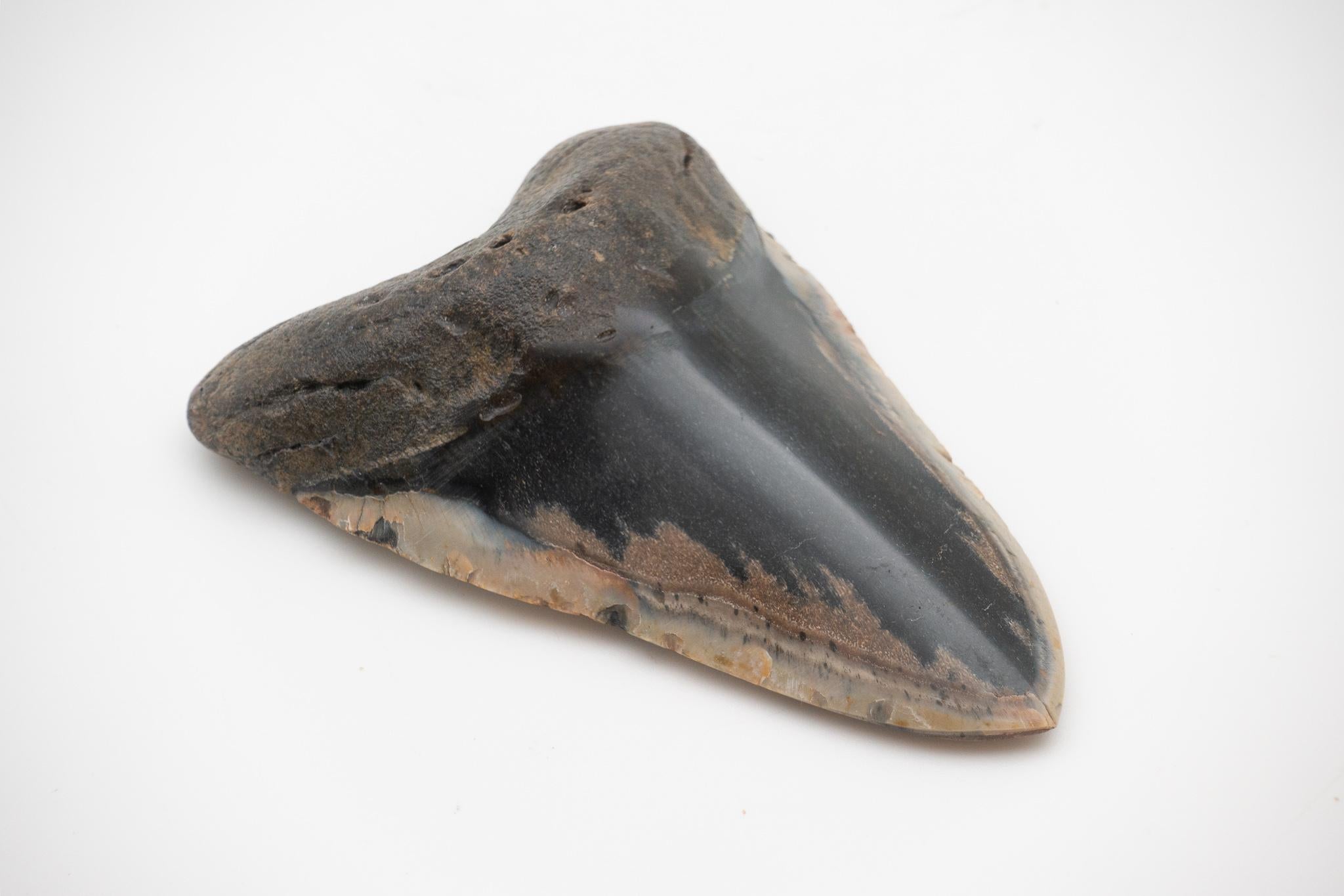 Large fossilized megalodon tooth found in the Gulf coast. The megalodon is an extinct species of shark that lived approximately 23 - 2.6 million years ago; regarded as one of the largest and most powerful predators to have ever lived, fossil remains