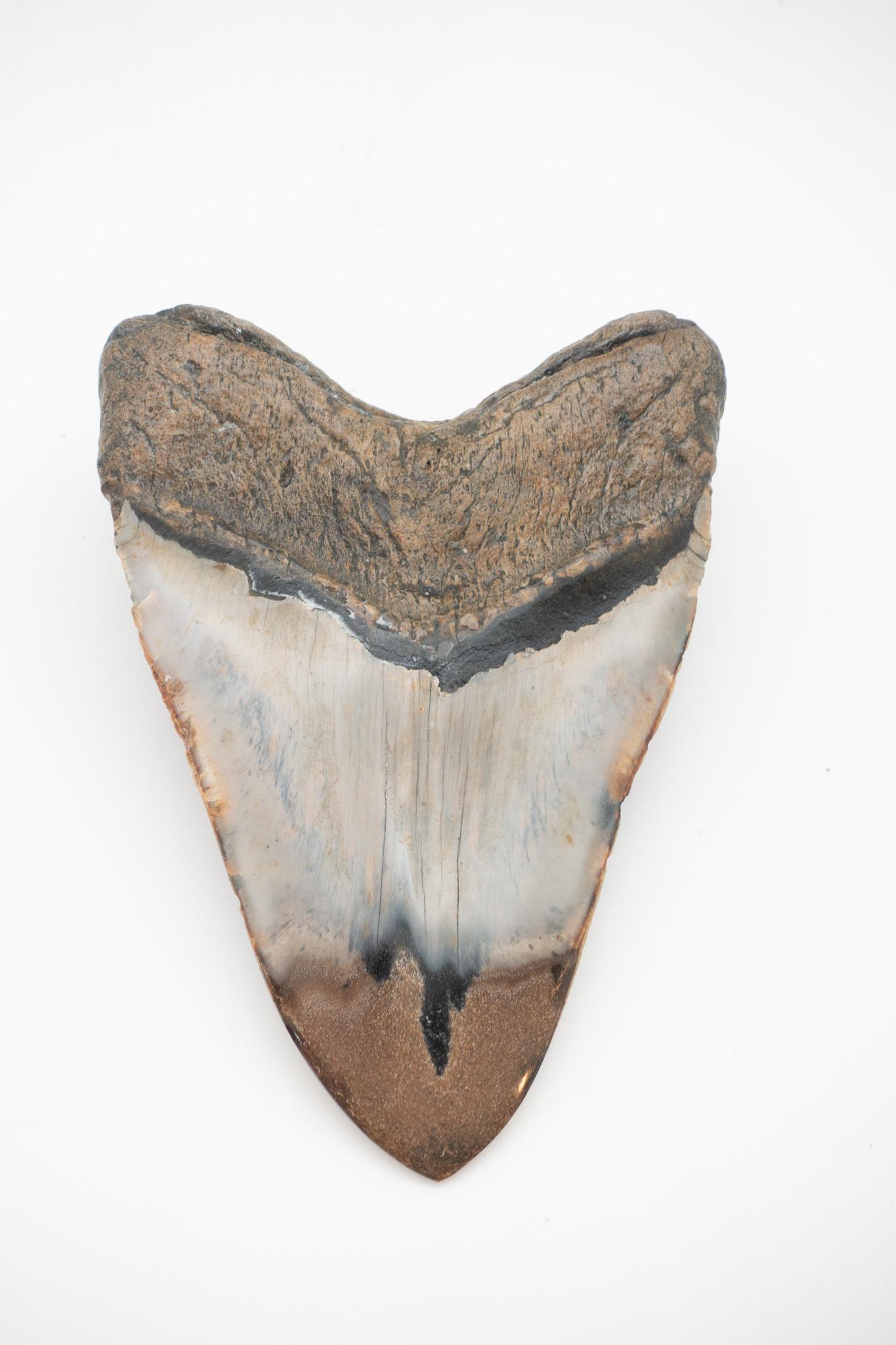fossilized tooth