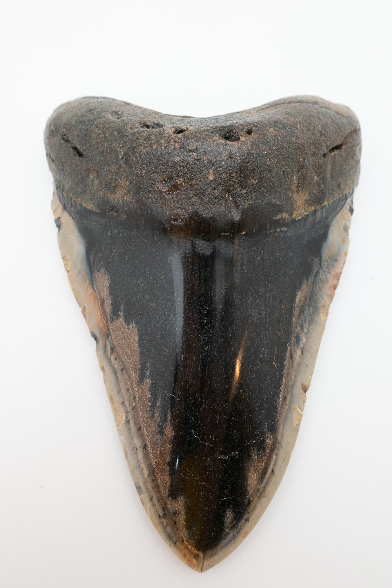 Prehistoric Large Fossilized Megalodon Tooth