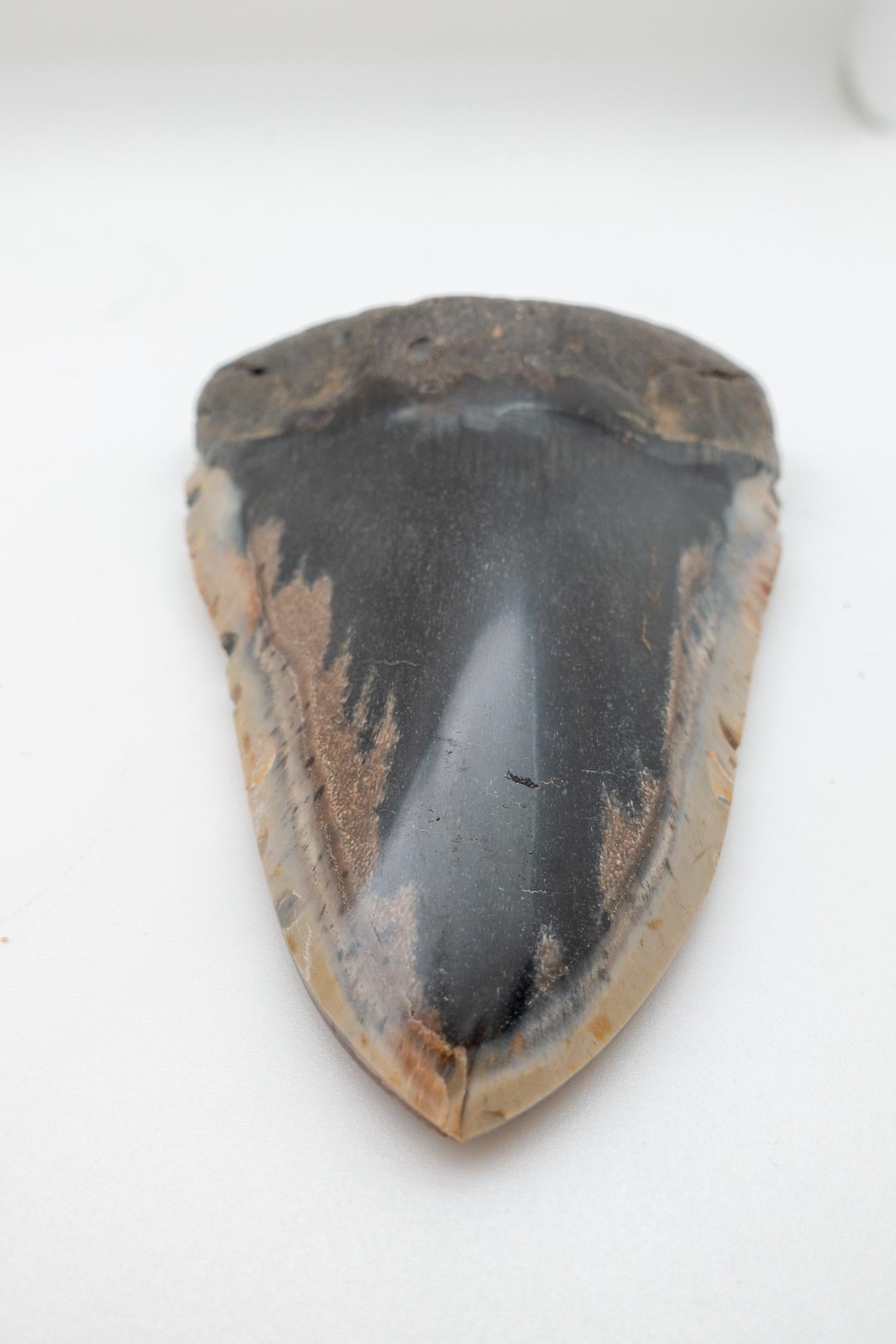 American Large Fossilized Megalodon Tooth
