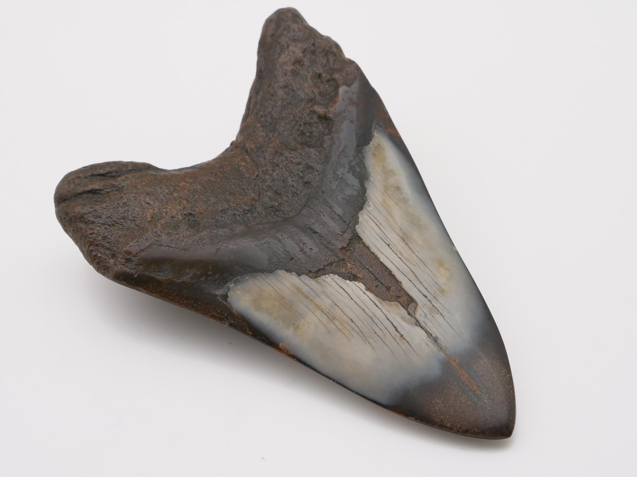 American Large Fossilized Megalodon Tooth