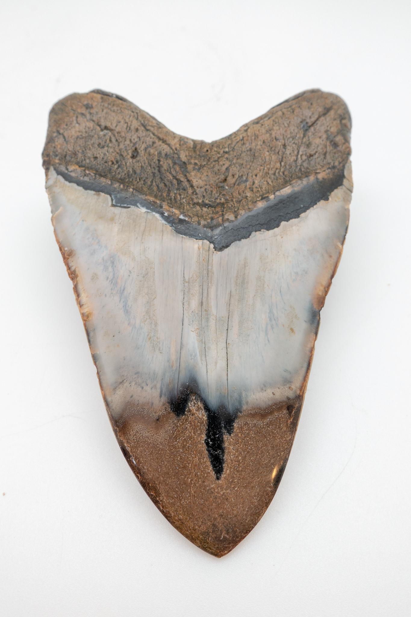 Large Fossilized Megalodon Tooth In Good Condition In New York, NY