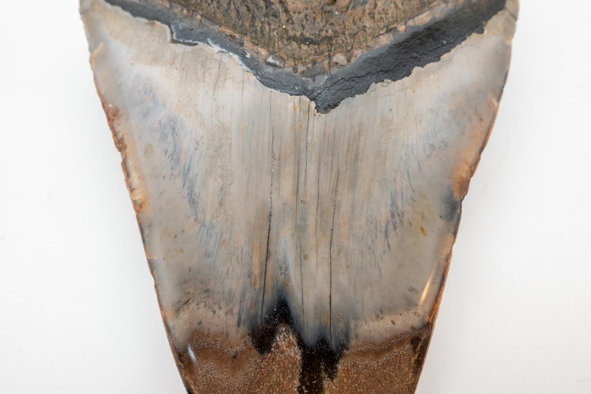 Bone Large Fossilized Megalodon Tooth