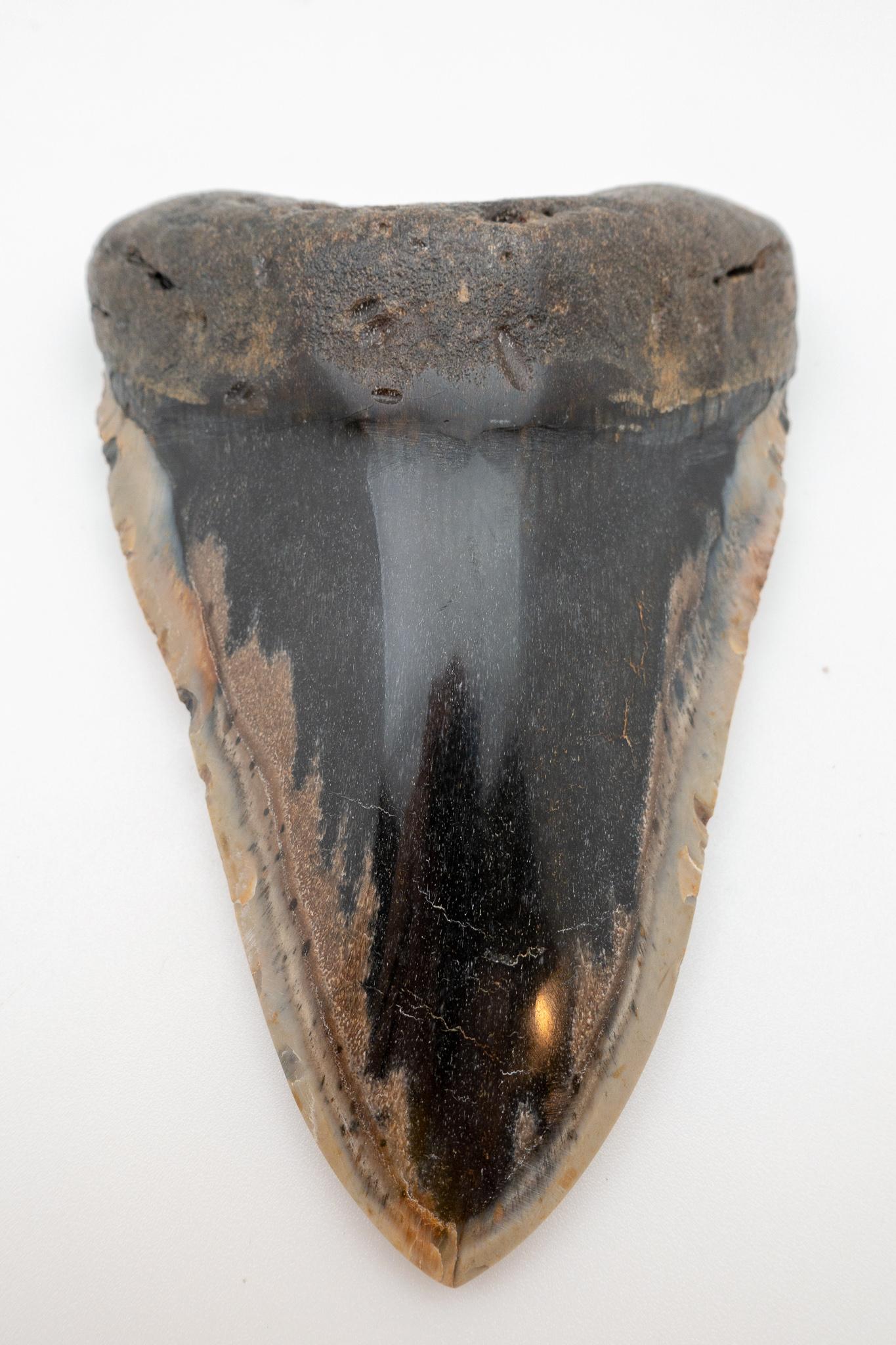 Large Fossilized Megalodon Tooth 1