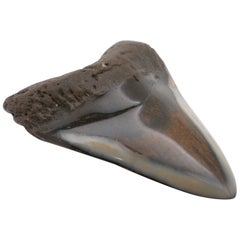 Large Fossilized Megalodon Tooth