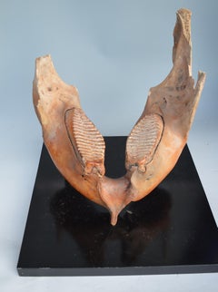 Large Fossilized Museum Quality Woolly Mammoth Lower Jaw circa 20, 000 Years Old